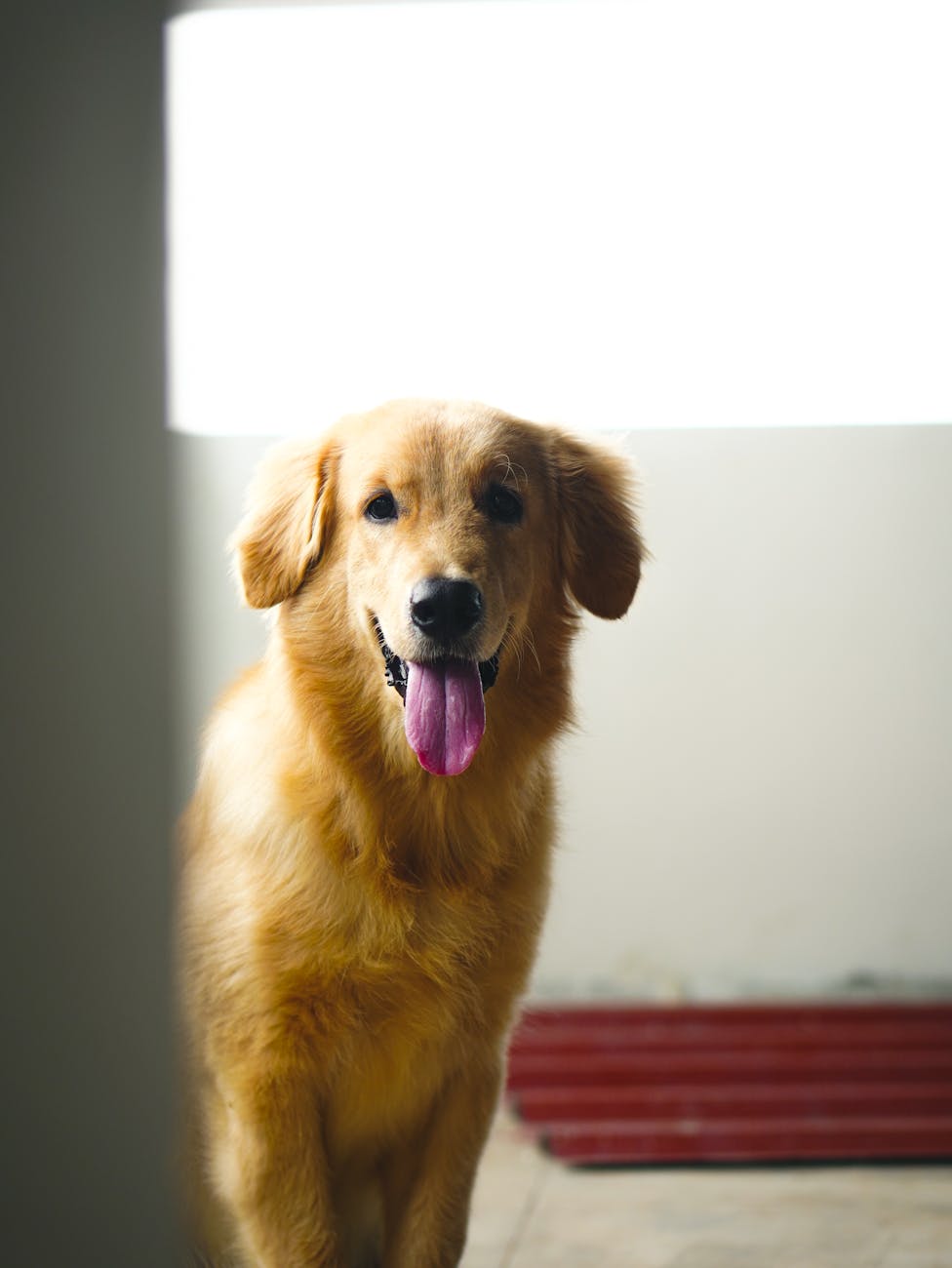 Stop the Barking Dog!